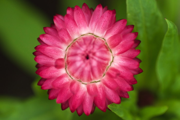 Pink Flower