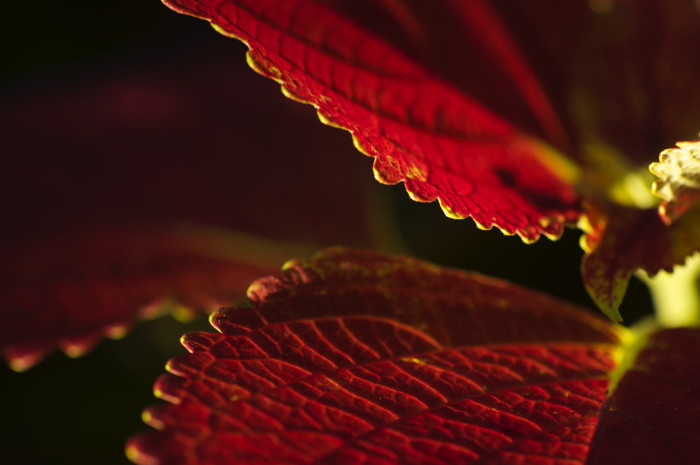 Red Leaves