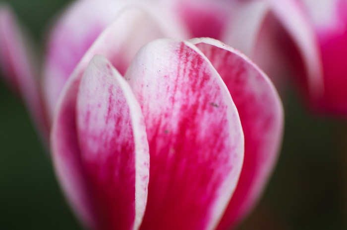 Pink Flower
