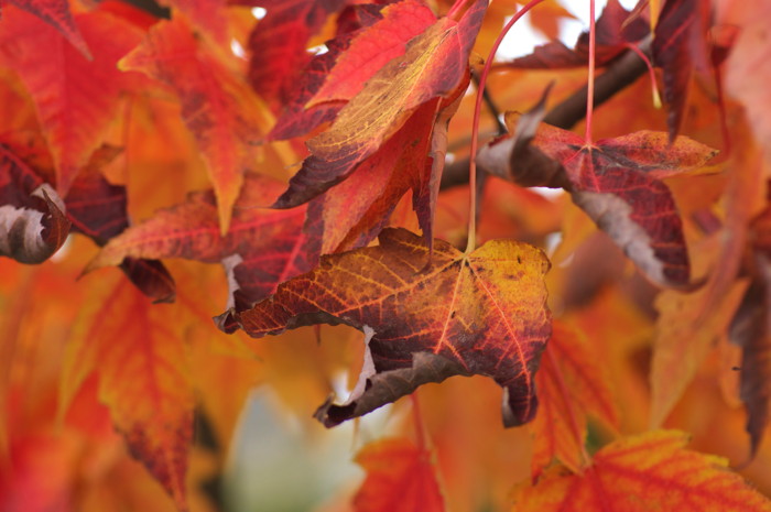 Fall Leaves