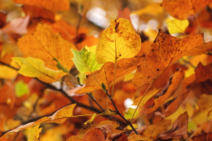 Fall Leaves