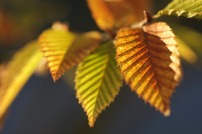 Fall Leaves