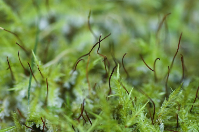 Frosty Moss