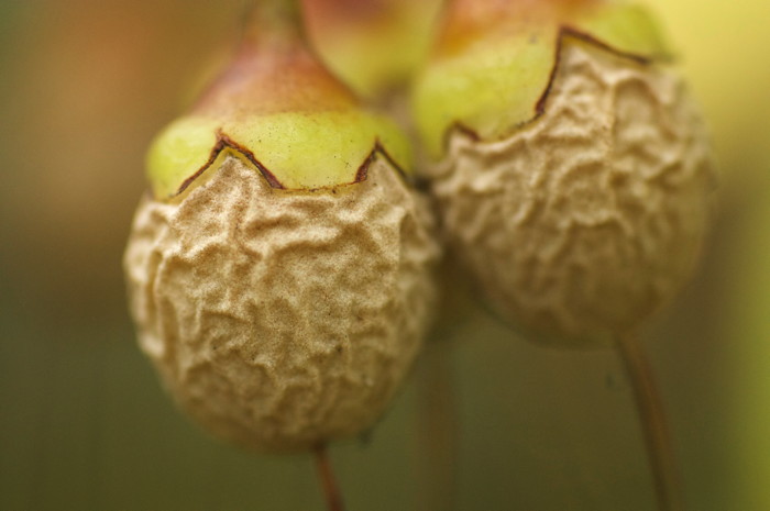 Seed Pods