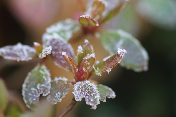 Frosty Leaves