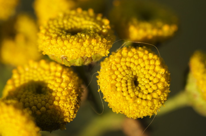 Yellow Flowers