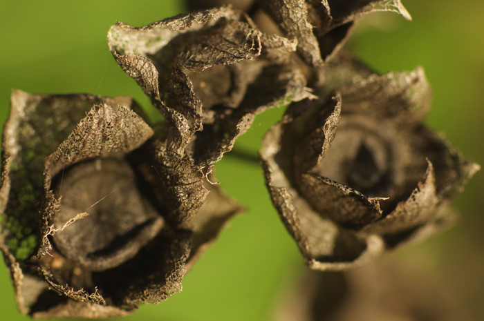 Dead Flowers