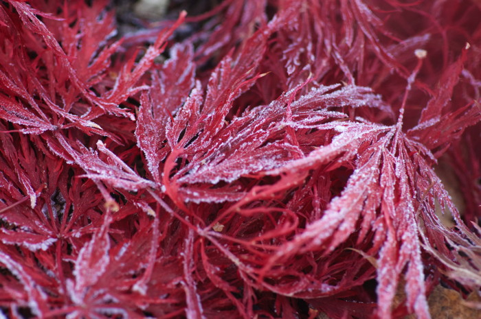 Frosty Leaves