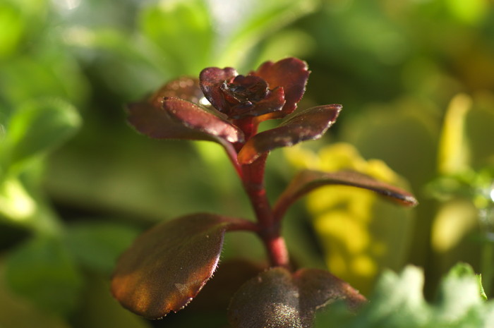 Plant