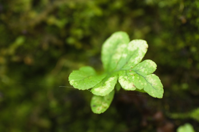 Leaf