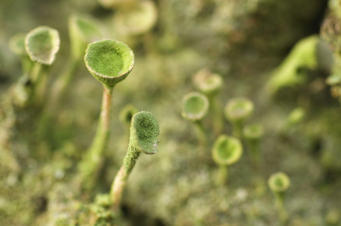 Lichen