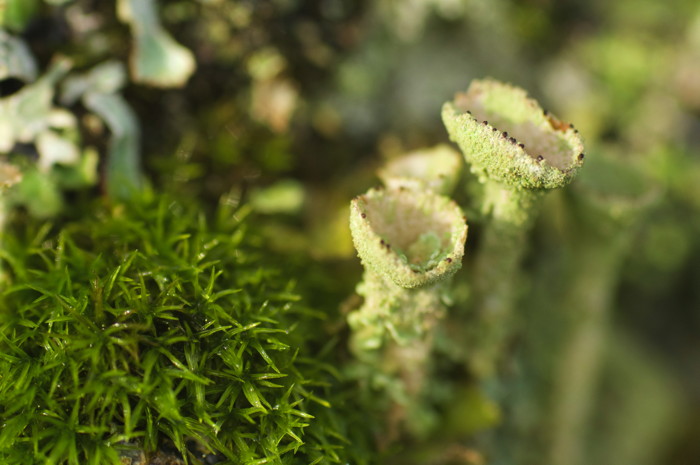 Lichen