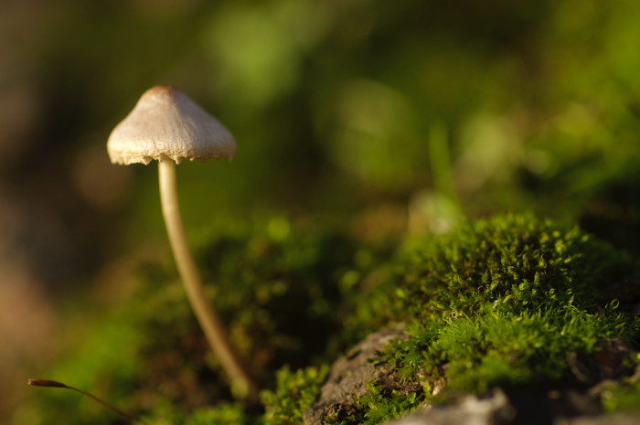 Mushroom