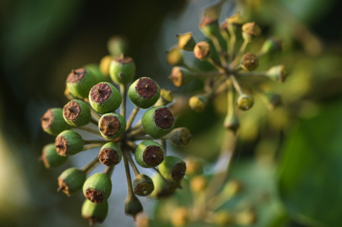 Seed Pods