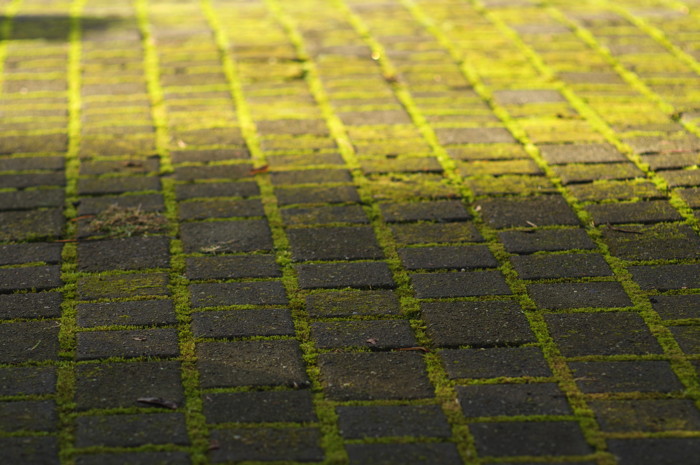 Mossy Walkway