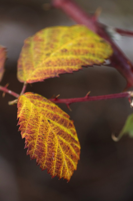 Yellow Leaves
