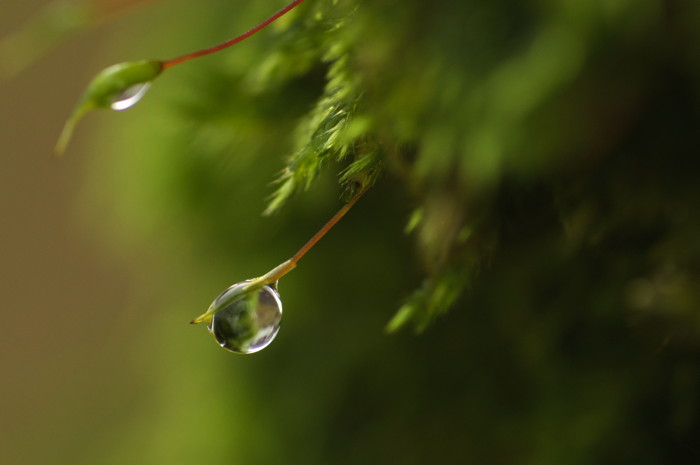 Wet Moss