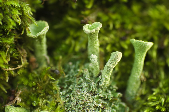 Lichen