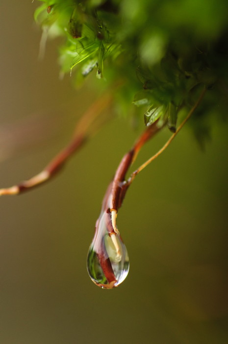 Wet Moss