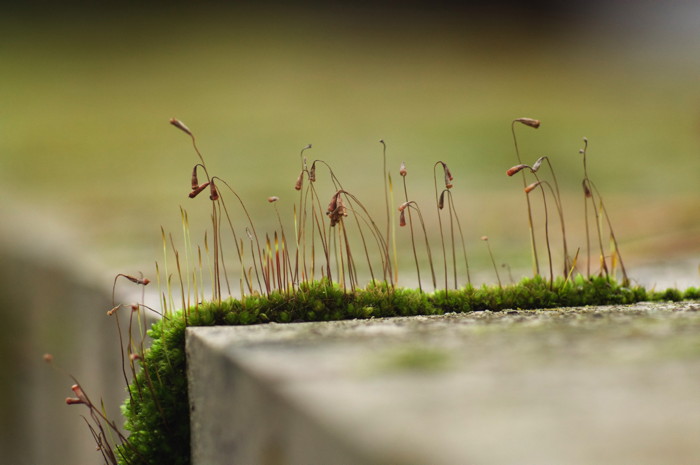 Moss