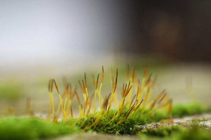 Moss