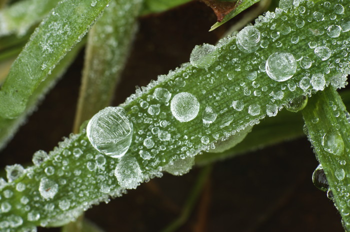 Frozen Dew