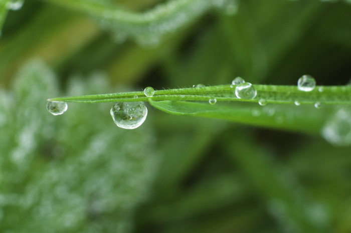 Frozen Dew