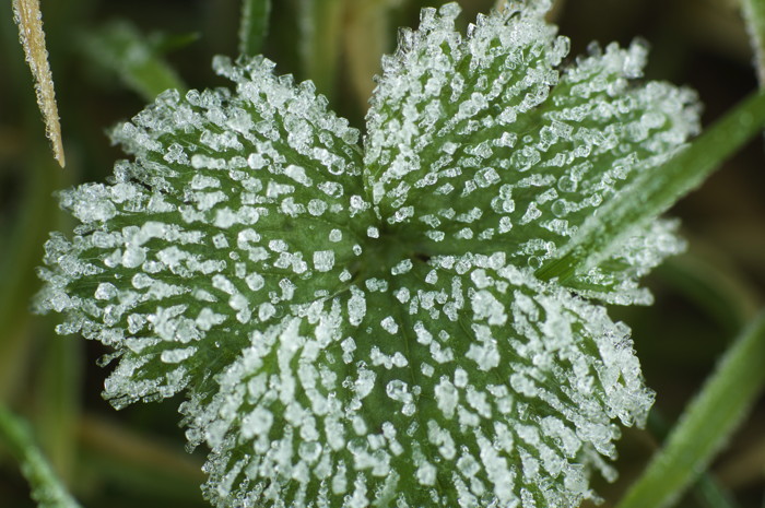 Icy Leaf