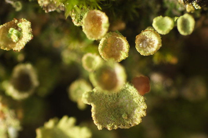 Lichen