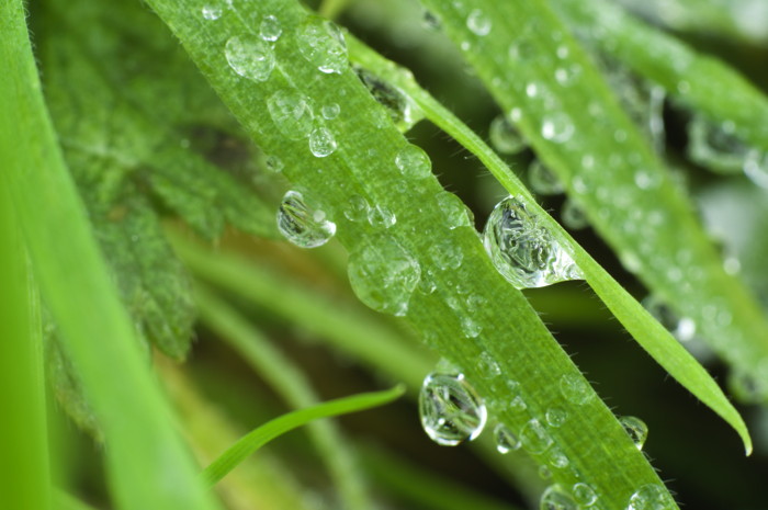 Frozen Dew