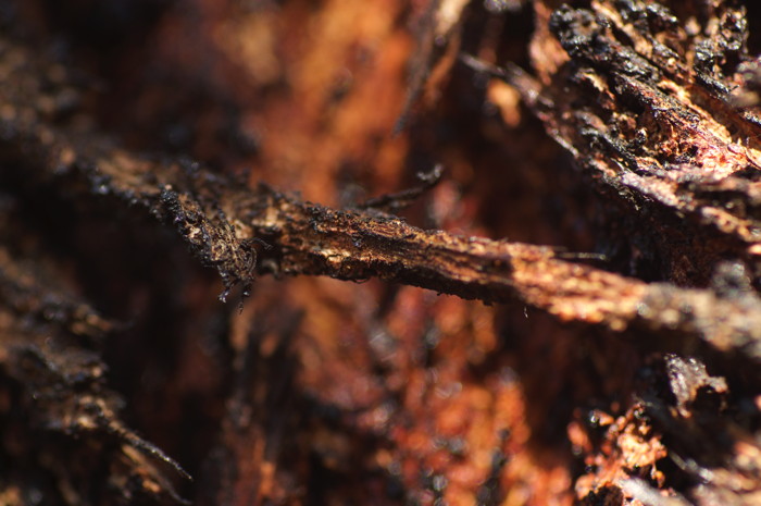 Tree Bark