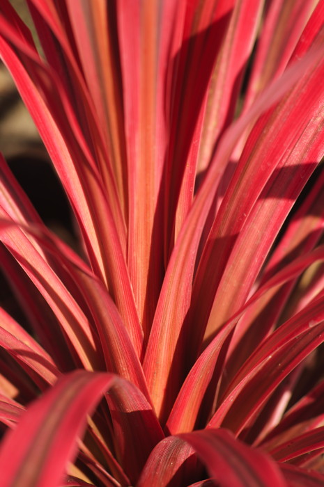 Orange Plant