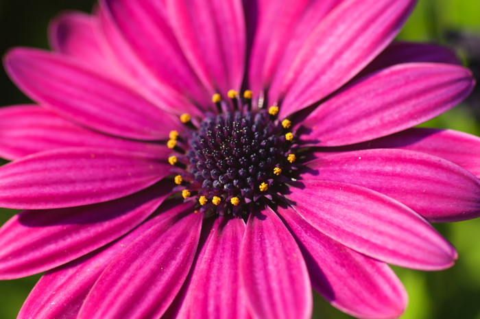 Pink Flower