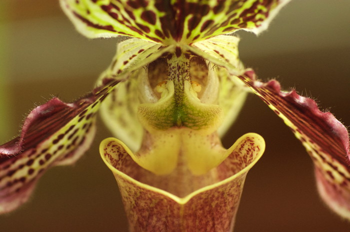 Orchid