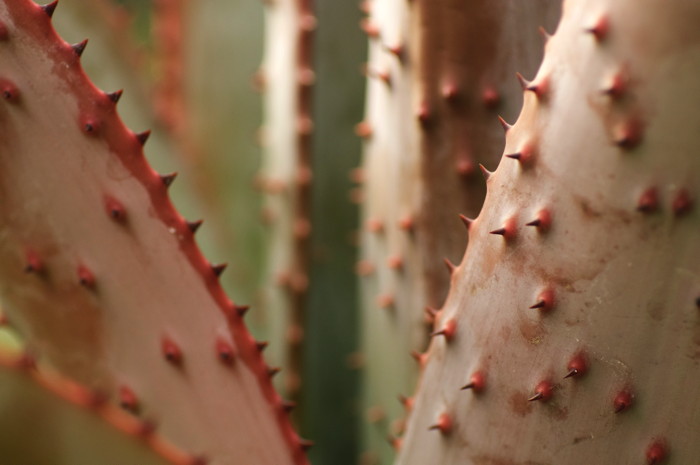 Spiky Plant