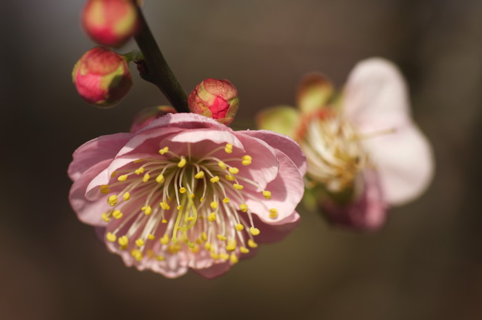 Pink Flower