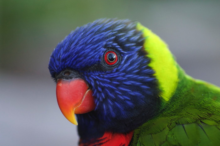 Lorikeet