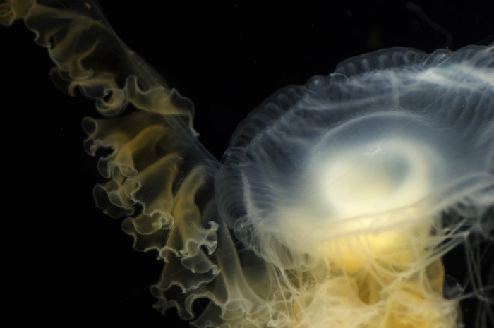 Jellyfish