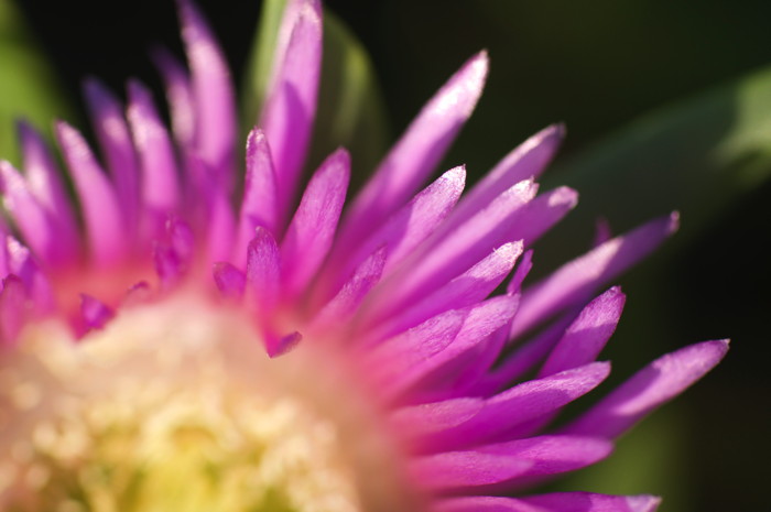 Purple Flower Petals