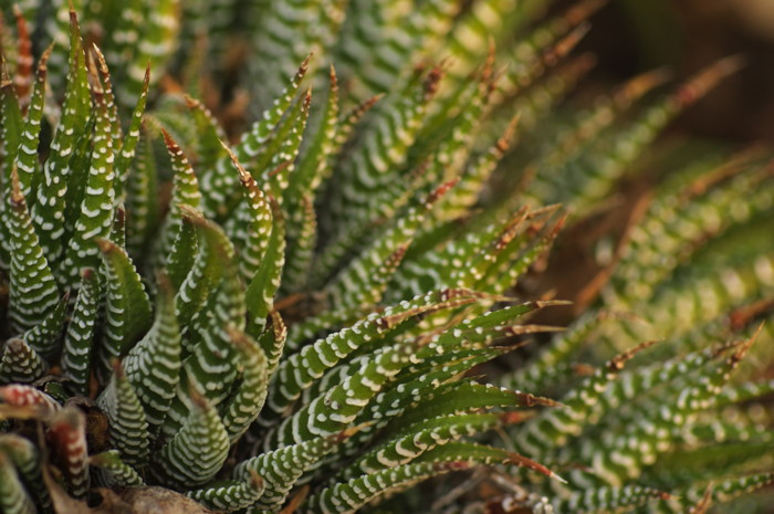 Succulent Plant