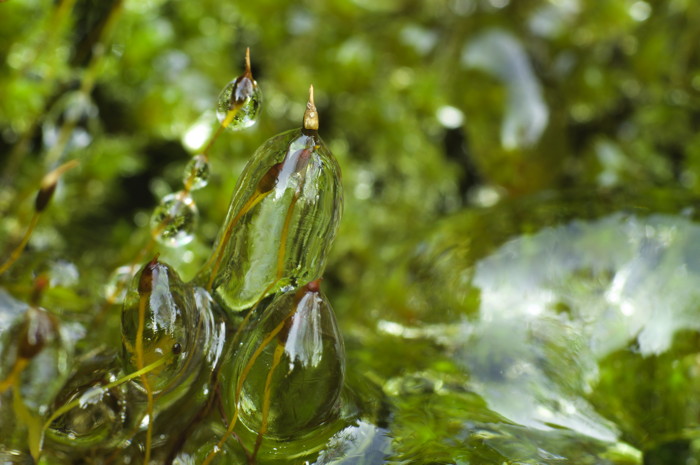 Ice On Moss