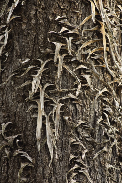 Bark