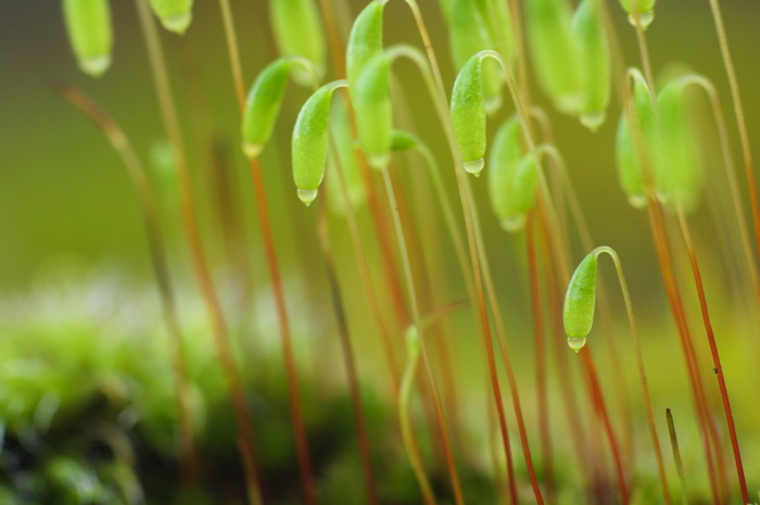 Moss