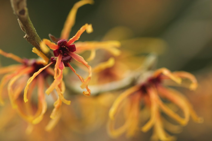 Orange Flowers