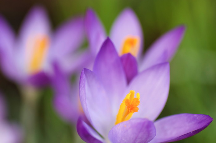 Crocuses