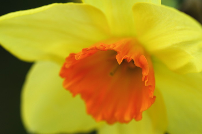 Daffodil