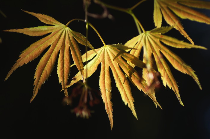 Japanese Maple Leaves