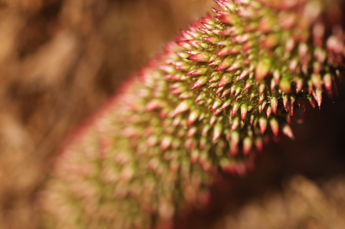 Spiky Plant