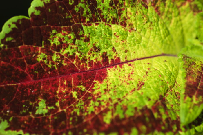 Colorful Leaf