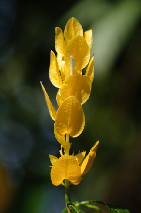 Yellow Flower